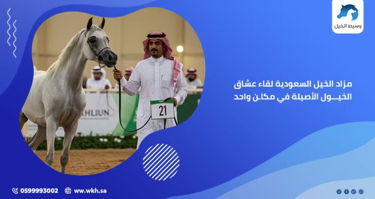 مزاد الخيل السعودية