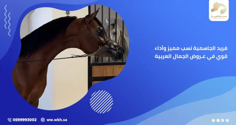 فريد الجاسمية نسب مميز وأداء قوي في عروض الجمال العربية