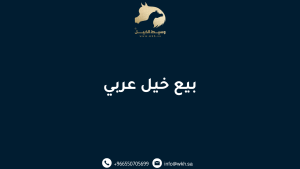 بيع خيل عربي