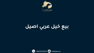 بيع خيل عربي اصيل