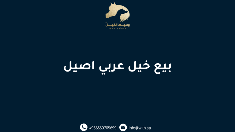 بيع خيل عربي اصيل