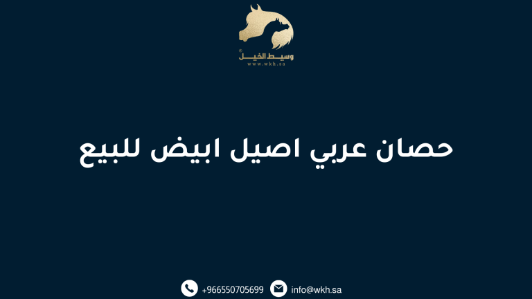 حصان عربي اصيل ابيض للبيع