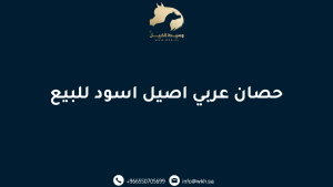 حصان عربي اصيل اسود للبيع