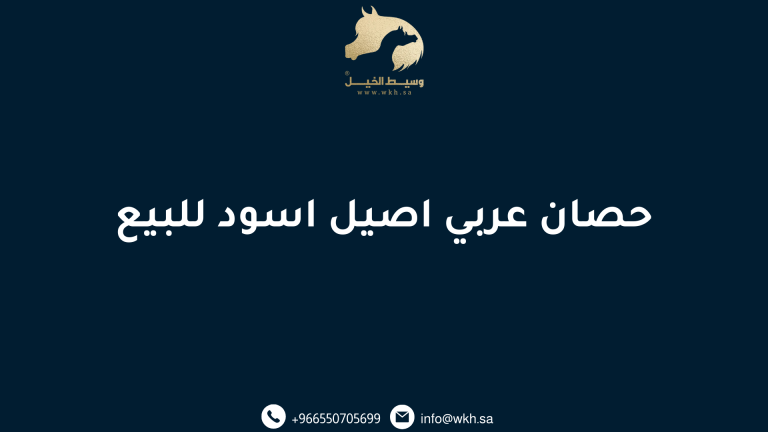 حصان عربي اصيل اسود للبيع
