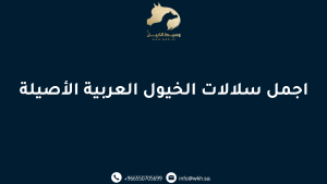 اجمل سلالات الخيول العربية الأصيلة
