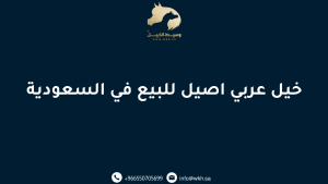 خيل عربي اصيل للبيع في السعودية