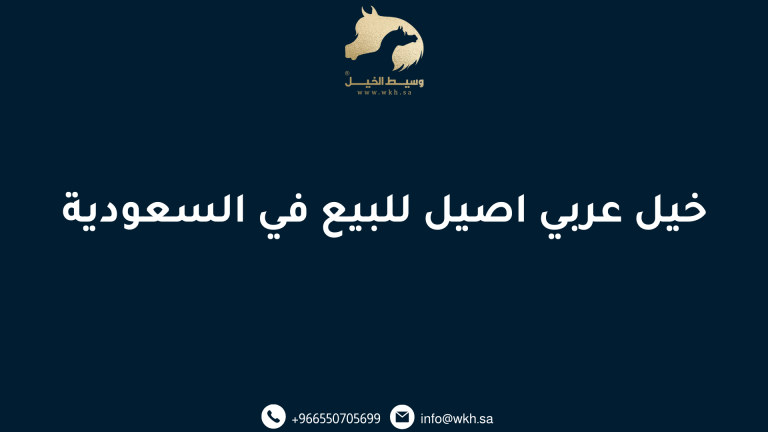 خيل عربي اصيل للبيع في السعودية