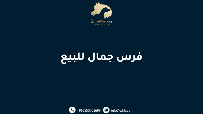 فرس جمال للبيع